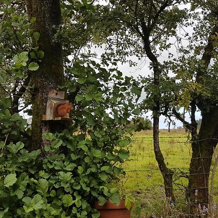 Cosy Cottage On The Causeway Coast And Glens バリーキャッスル エクステリア 写真
